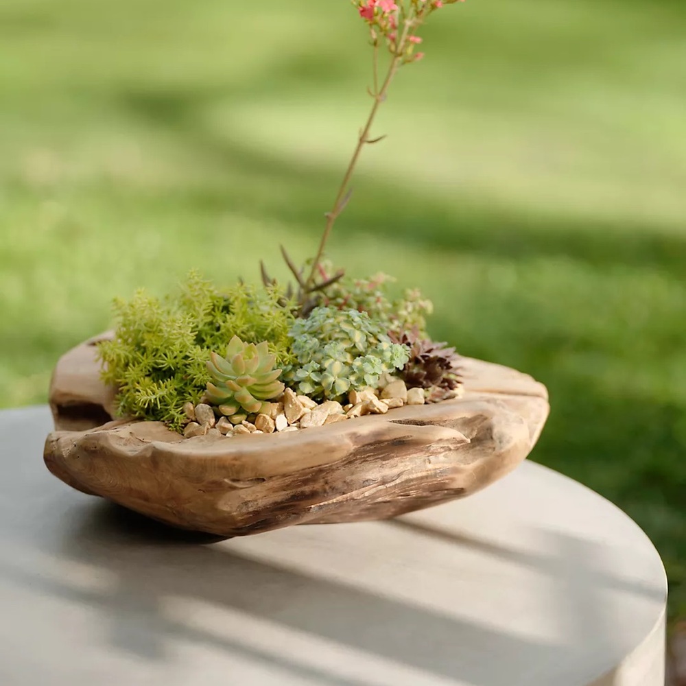 New🌟Anthropologie-Teak Root Round Bowl Planter, 16" - Picture 3 of 13